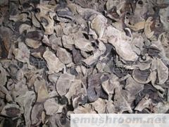 批发供应东北特产 09新木耳 长白山木耳