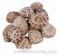 供应椴木白花菇