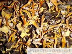 供应 鸡油菌 桂花菌 牛肝菌 松茸 松露 牛肝菌