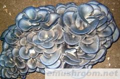 供应平菇菌种(图) 20年专业技术，为客户谋利