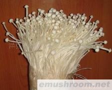 供应金针菇菌种(图)