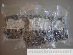 供应干燥黑木耳