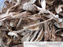 供应B级白鸡棕菌