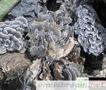 批发供应云芝40元/斤