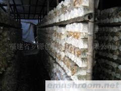 供应鲜品秀珍菇(图)