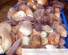 供应速冻牛肝菌 牛肝菌 牛干菌 美味牛肝菌