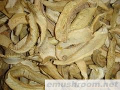 供应（黄虎掌干片）黑虎掌 牛肝菌 野生菌批发
