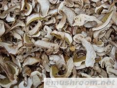 供应 牛肝菌/美味牛肝菌/野生菌批发