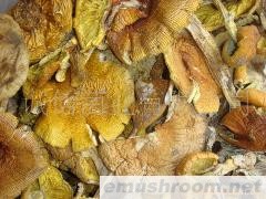 供应 野生菌.干货土特产 Manbetx体育手机版V17版本发布.官网安卓网.香港批发