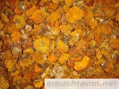 供应 野生ManBetX体育.金耳.黄耳.野生菌 云南土特产