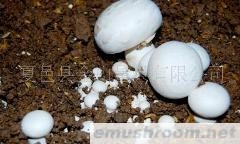 供应双孢菇