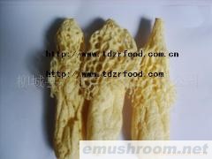 供应竹荪，烘干竹荪，AD 竹荪，脱水竹荪