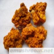 供应金耳、银耳、木耳、黄耳、等Manbetx体育手机版V17版本发布.官网安卓网.香港、