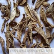 供应苦粉孢牛肝菌