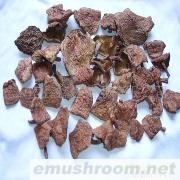 供应红乳牛肝菌、Manbetx体育手机版推荐A9版本等