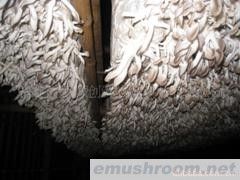 供应秀珍菇(图)