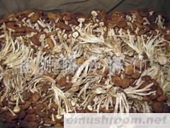 供应福建茶树菇(图)