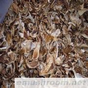 供应老人头牛肝菌