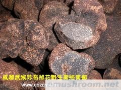 供应2009年新上市出口标准鲜黑松露