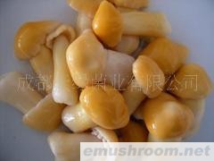 供应球盖菌清水瓶装（4瓶/箱）