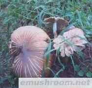 云南 纯天然 野生ManBetX体育 批发/鸡枞菌