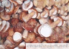 Manbetx体育手机版推荐A9版本 批发/牛肝菌红葱（冻货）