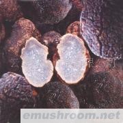 云南 纯天然 野生菌 Manbetx体育手机版推荐A9版本 批发/块菌