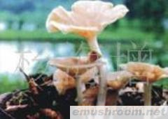 供应真姬菇