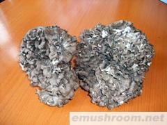 供应灰树花中花