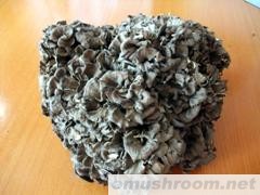 供应灰树花大花