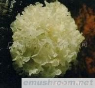 供应银耳，银耳，优质银耳，广州银耳