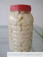 供应白平菇（白菇）