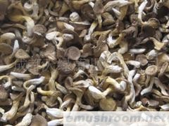 供应一级姬菇干品
