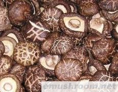 供应茶花菇，花菇