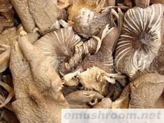 供应 野生菌.牛肝菌 鸡棕菌.野菜 土特产