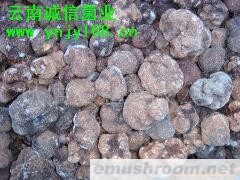 供应；松露 块菌 牛肝菌 土产品 速冻菌 干片