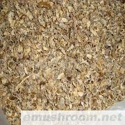 供应美味白牛肝泥脚牛肝菌