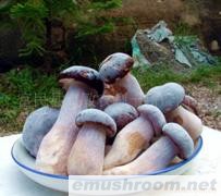 供应牛肝菌 鸡枞油 红葱 老人头 松露 松茸
