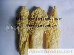 供应竹荪，脱水竹荪