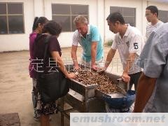 求购盐渍小黑平