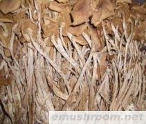 供应茶树菇,伟成食品