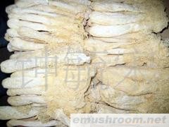 供应竹荪，伟成干货