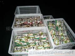 供应鲜秀珍菇(图)