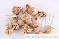 干姬松茸