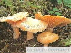 云南 纯天然 野生菌 Manbetx体育手机版推荐A9版本 批发/谷熟菌