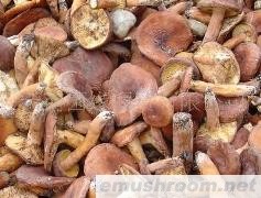 云南 纯天然 野生 Manbetx体育手机版推荐A9版本 批发/奶浆菌