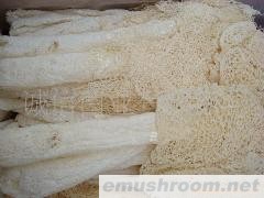 批发供应 竹荪 银耳 香菇 野生木耳 竹孙