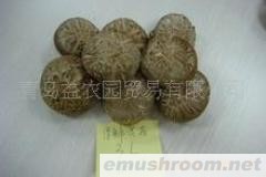供应保鲜香菇