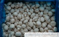 批发供应双孢菇