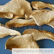 批发供应百灵菇